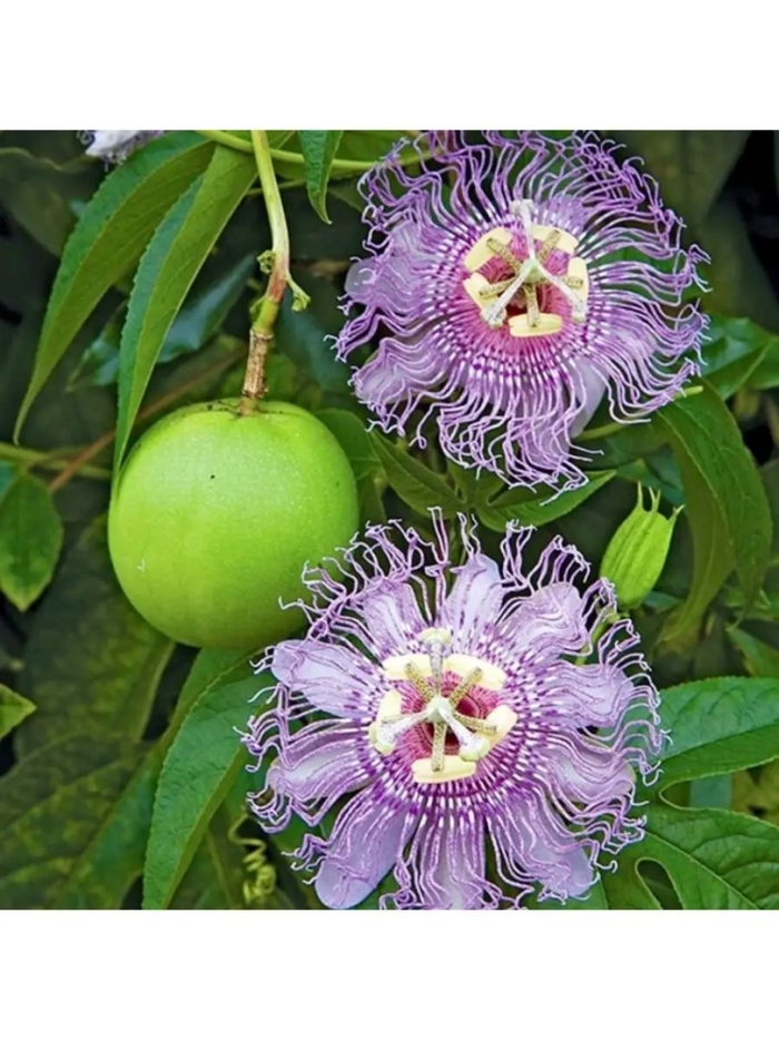 Страстоцвет пассифлора