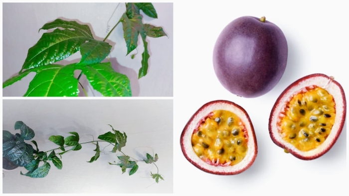 Маракуйя как вырастить в домашних условиях