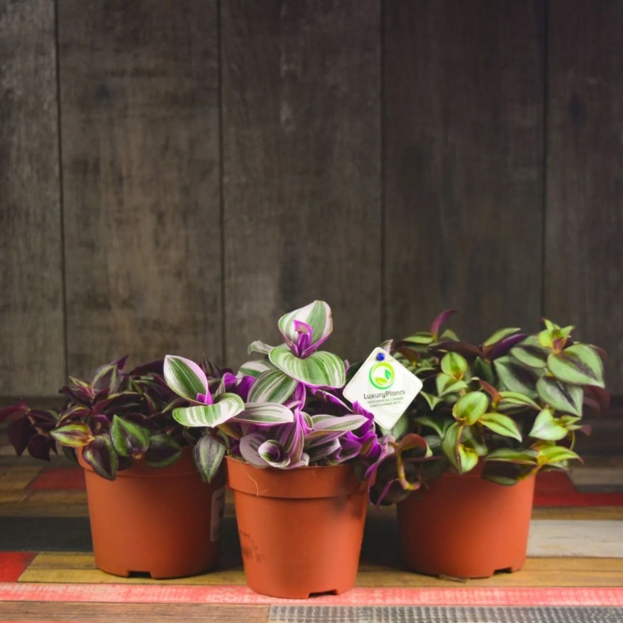 Традесканция дисколор