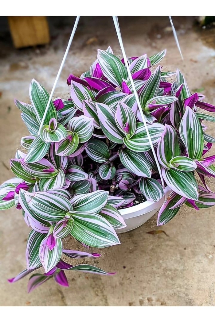 Традесканция блашинг