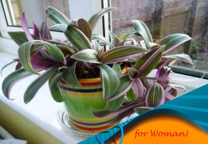 Традесканция рео