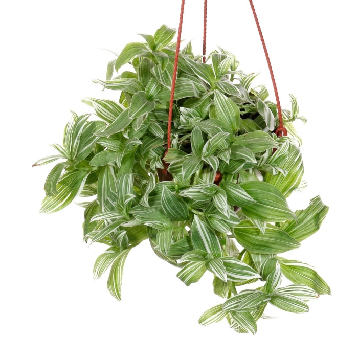 Традесканция альбифлора