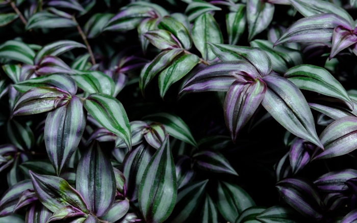 Традесканция темно фиолетовая