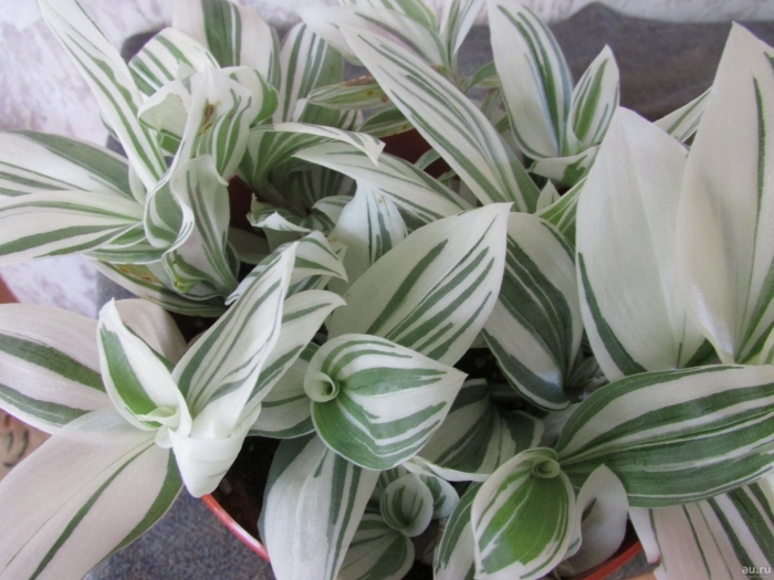 Традесканция белоцветковая