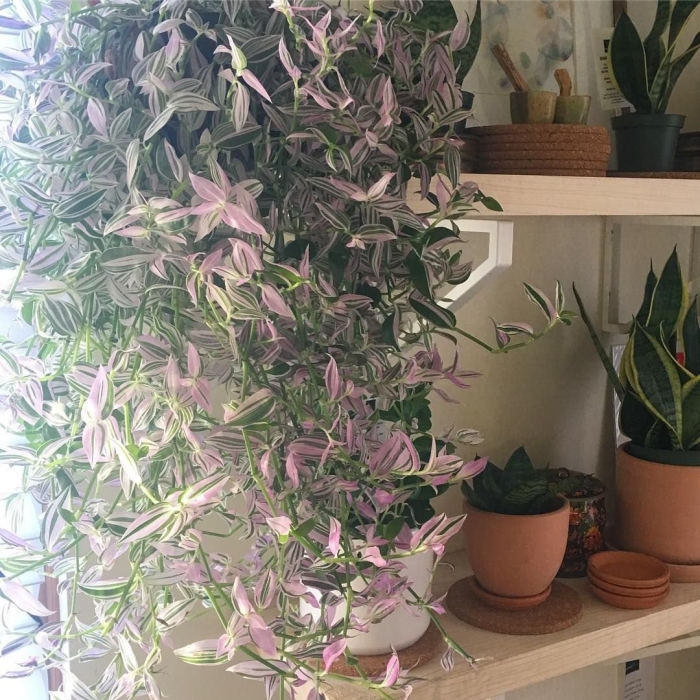 Зебрина традесканция