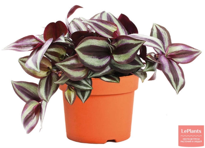 Комнатное растение традесканция