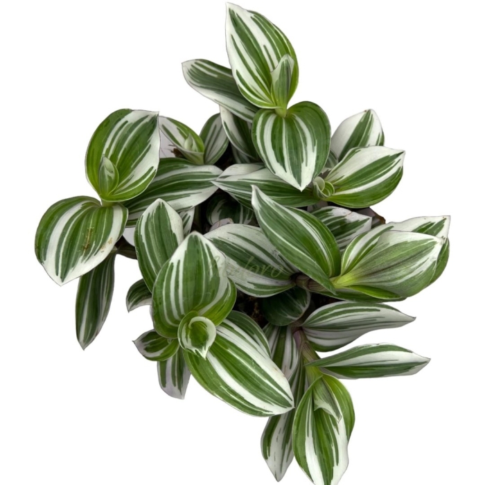 Традесканция вайт джой