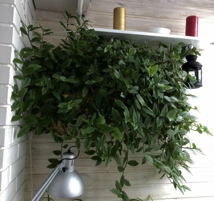 Традесканция фитостена