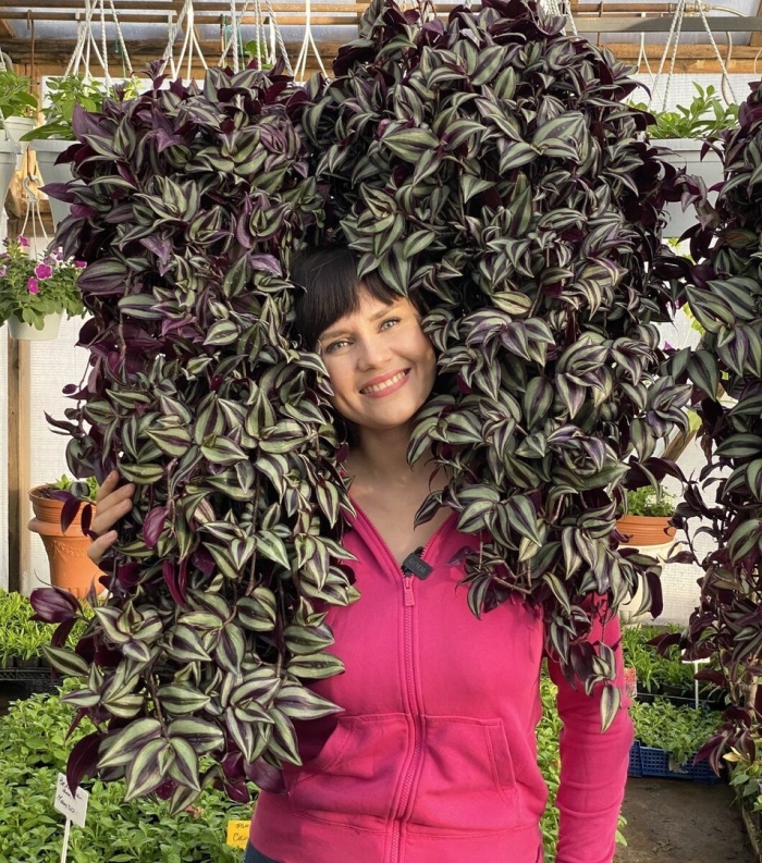 Традесканция зебрина ампельная