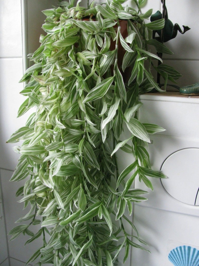 Традесканция белоцветковая