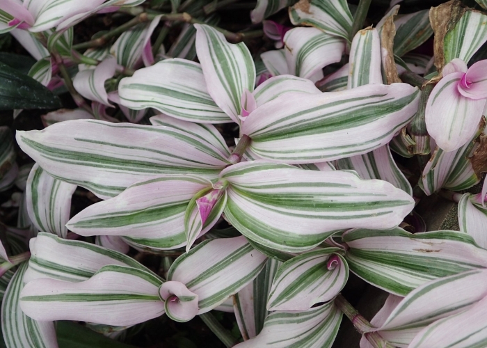 Традесканция флуминенсис