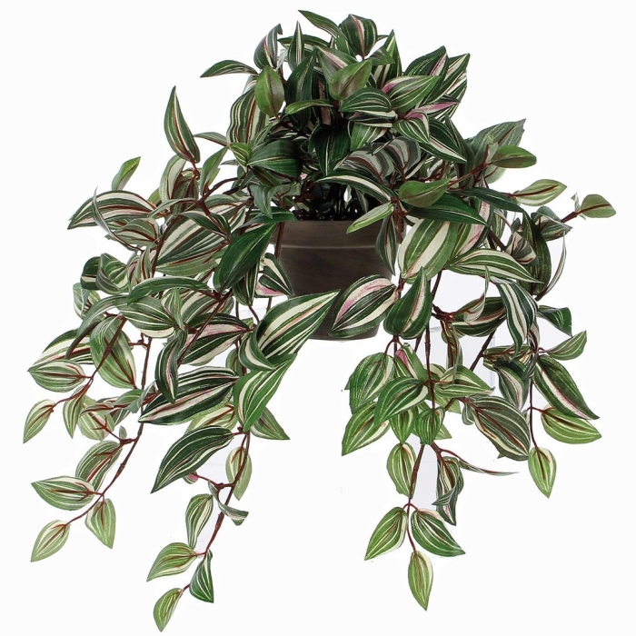 Традесканция приречная флуминенсис