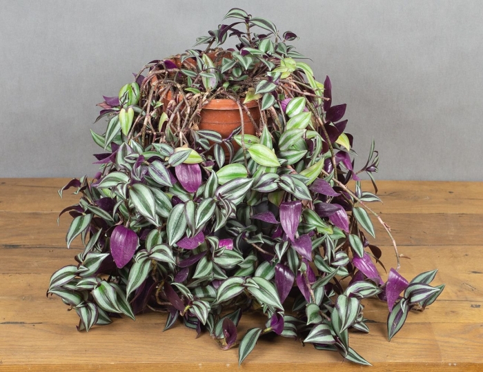 Традесканция зебрина квадриколор фиолетовая