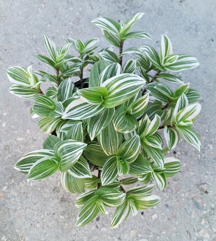 Комнатный цветок традесканция