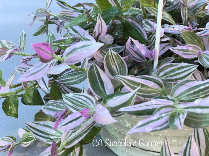 Традесканция лилак