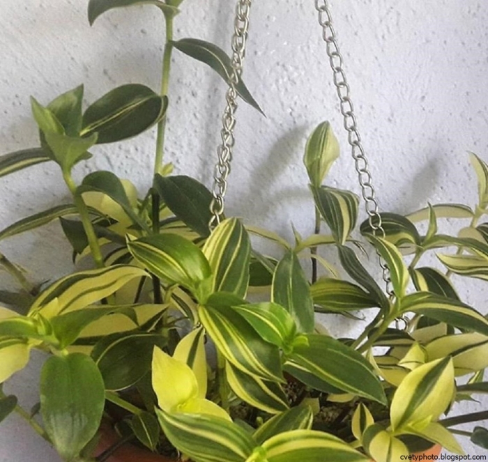 Традесканция йеллоу хилл