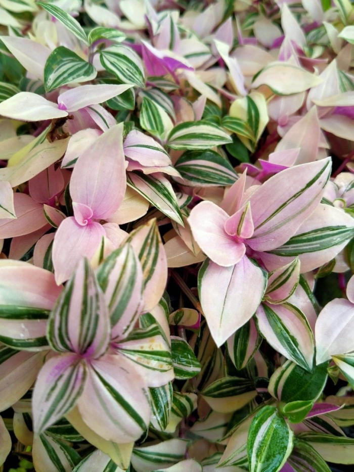 Традесканция fluminensis