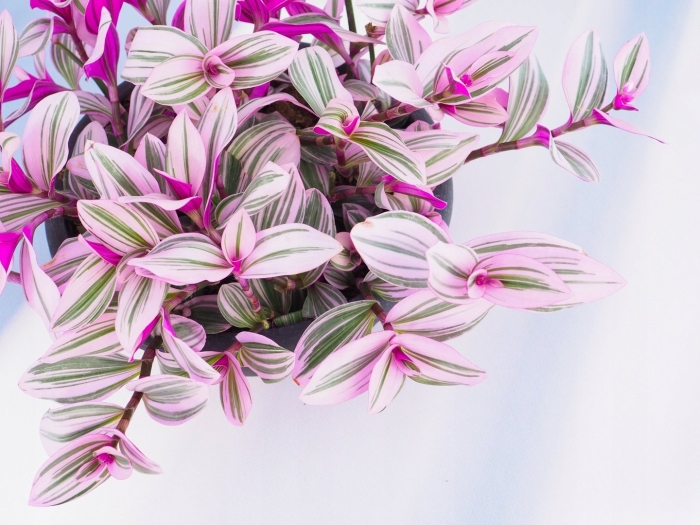 Традесканция зебрина квадриколор