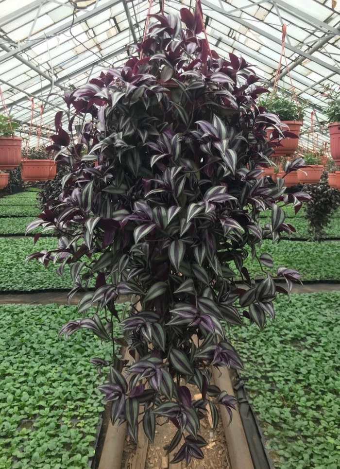 Традесканция зебрина ампельная