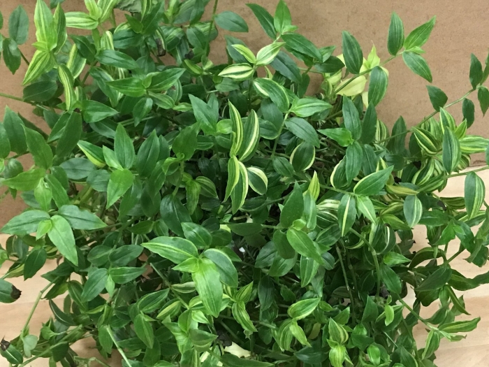 Традесканция приречная зелёная