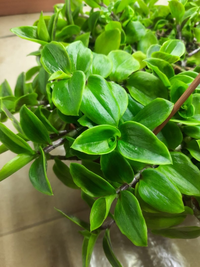 Традесканция зеленая