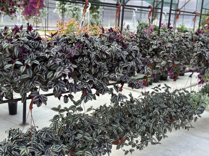 Традесканция зебрина пурпуза