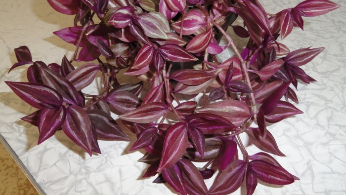 Традесканция краснолистная