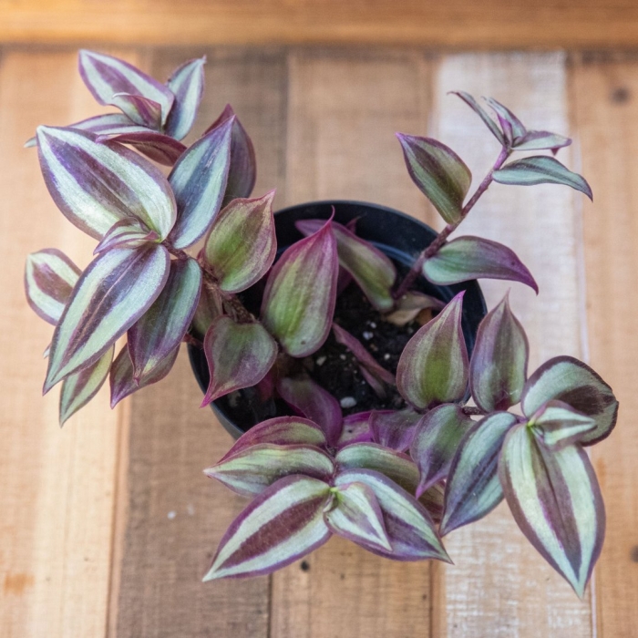 Tradescantia zebrina