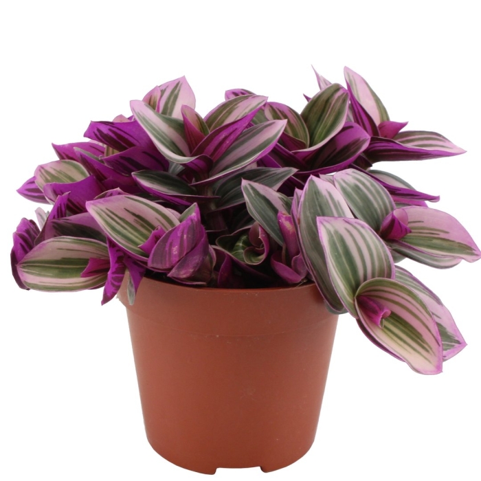 Традесканция нанук