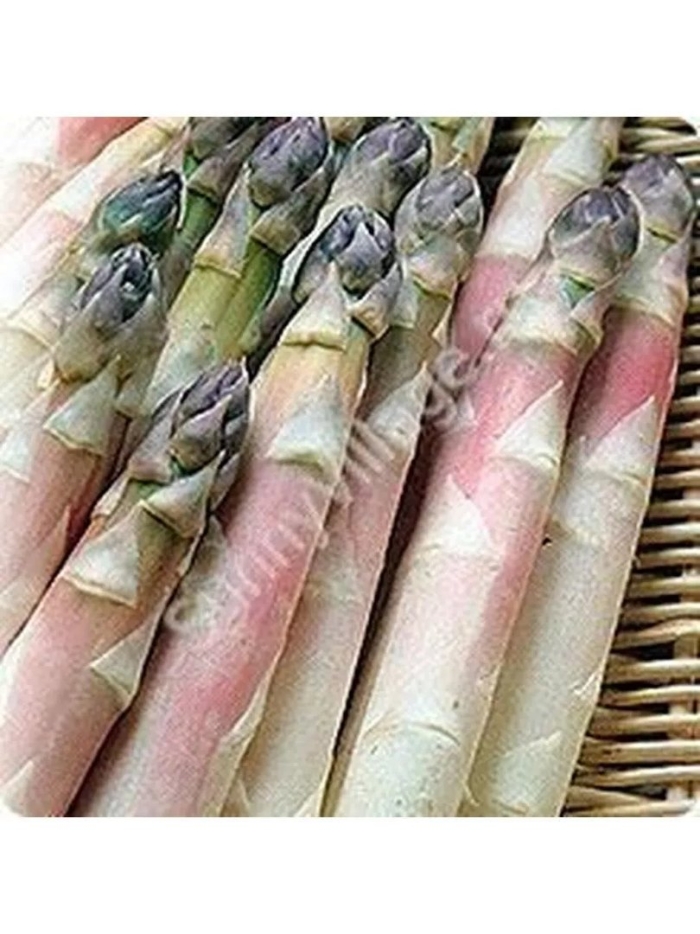 Спаржа фиолетовая