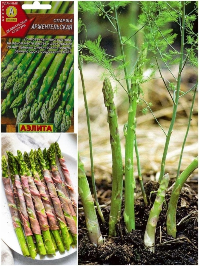 Спаржа огородная