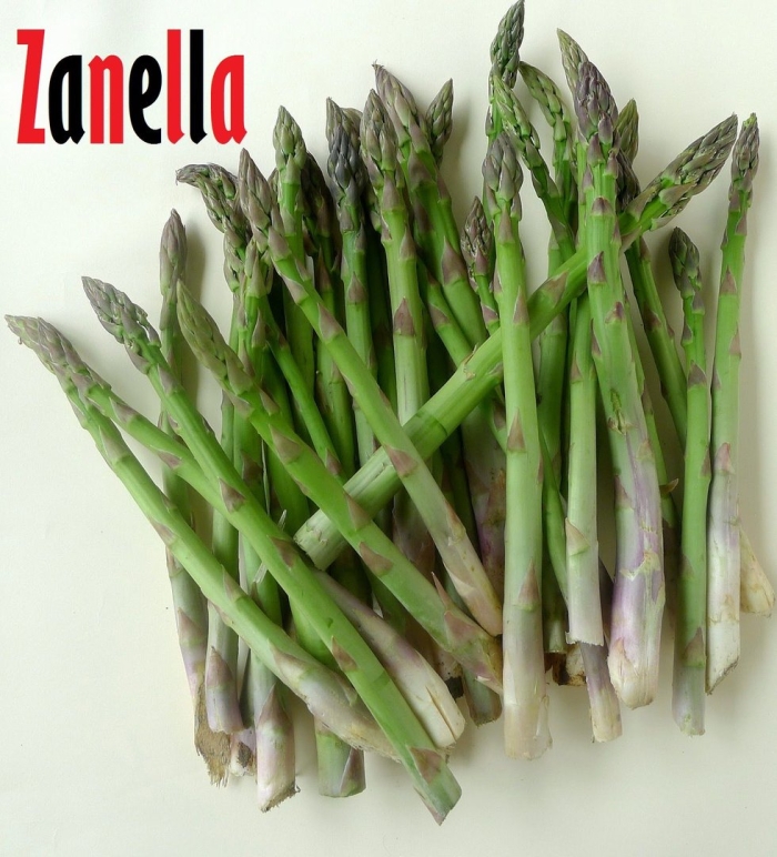 Спаржа аржентельская
