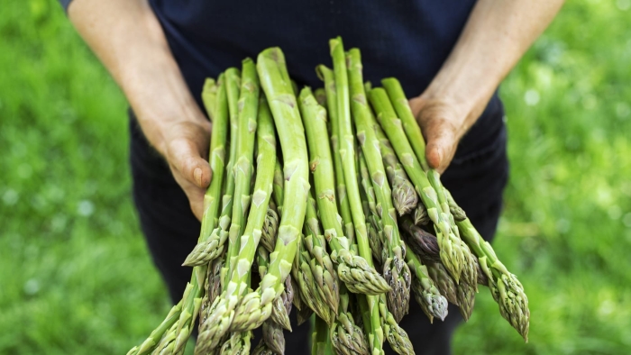 Спаржа куст