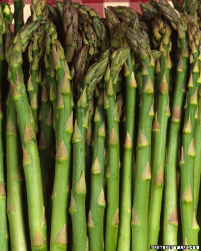 Куст спаржи