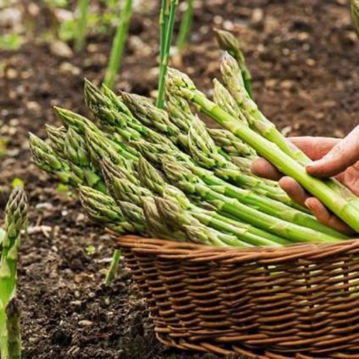 Спаржа аржентельская куст