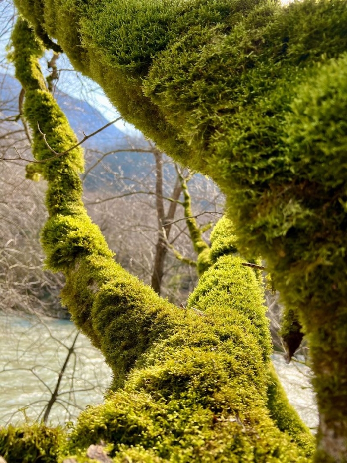 Самшитовая роща сочи