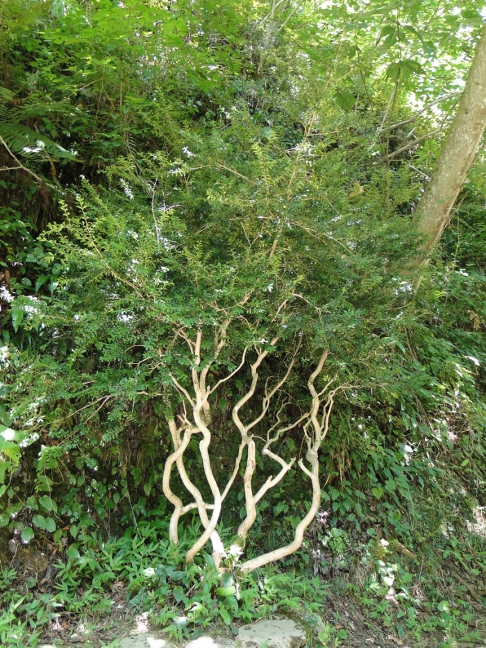 Самшит дерево дикий