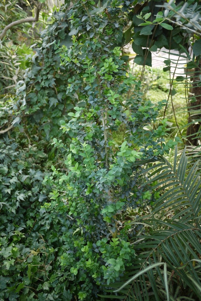 Самшит колхидский куст