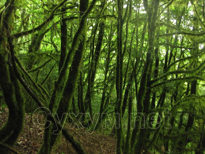 Колхидский самшит абхазия