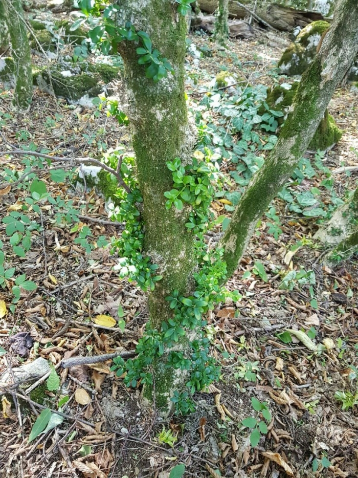 Самшит колхидский красная книга