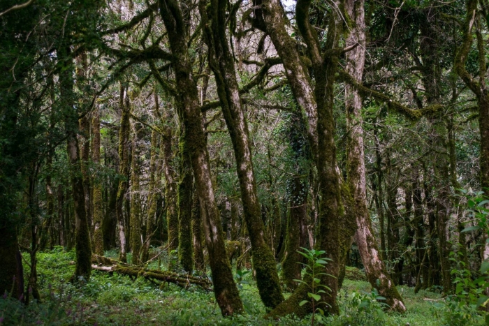 Тисо самшитовая роща и гора ахун