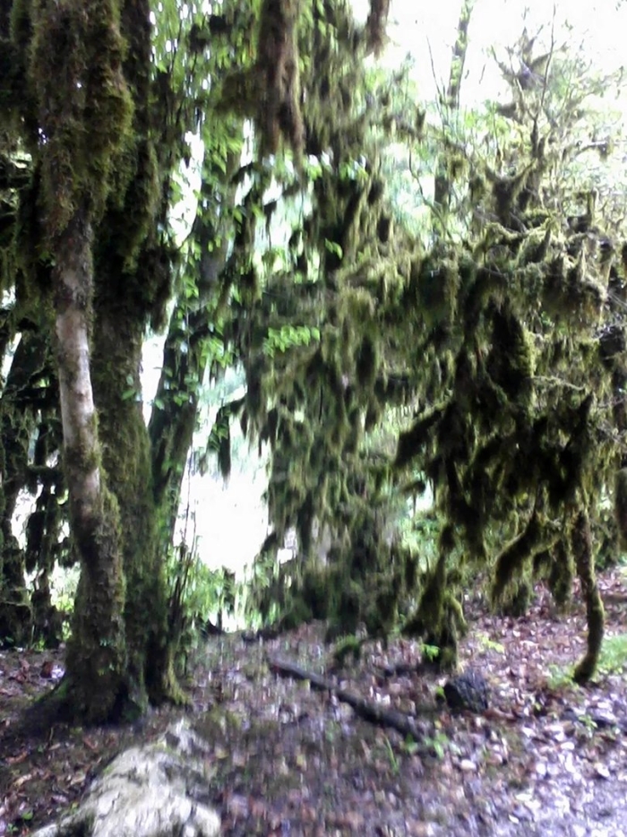 Самшитовый лес абхазия