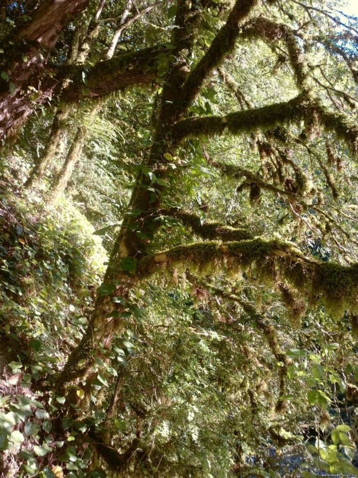 Дерево самшит в абхазии