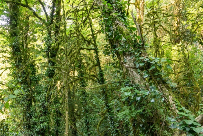 Тисо-самшитовая роща