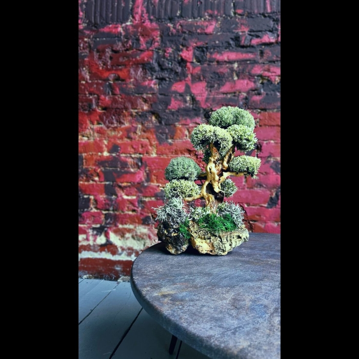 Дерево из цетрарии