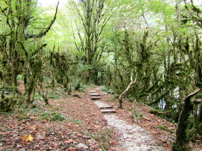 Тисо самшитовая роща в сочи