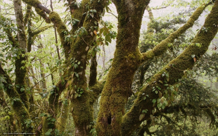 Мховый лес в абхазии