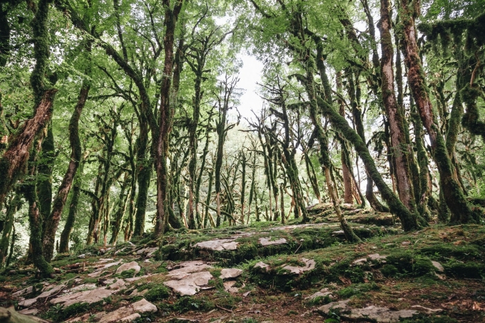 Тис ягодный в тисо-самшитовой роще сочи