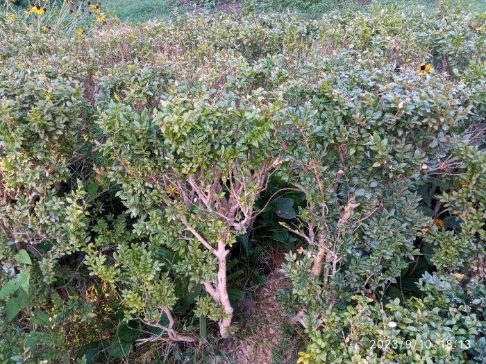 Buxus sempervirens