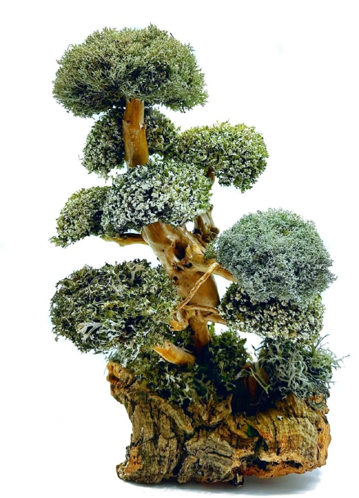 Цетрария дерево